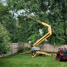 Best Palm Tree Trimming  in Gray, TN