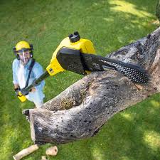 How Our Tree Care Process Works  in  Gray, TN