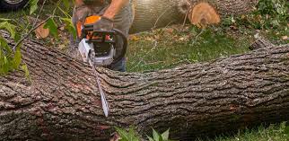 Best Organic Lawn Care Solutions  in Gray, TN