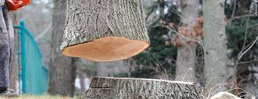 Best Tree Health Inspection  in Gray, TN