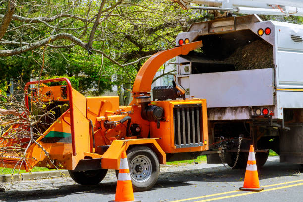 Best Tree Cabling and Bracing  in Gray, TN