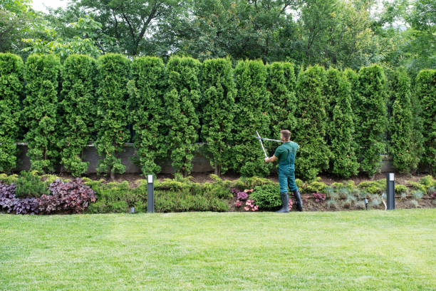 Best Lawn Pest Prevention  in Gray, TN