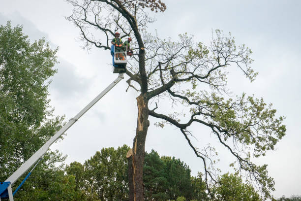 Best Tree and Shrub Care  in Gray, TN