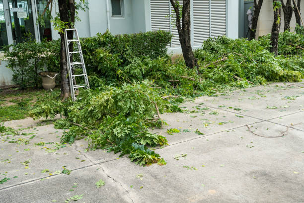 Best Pest Control for Lawns  in Gray, TN