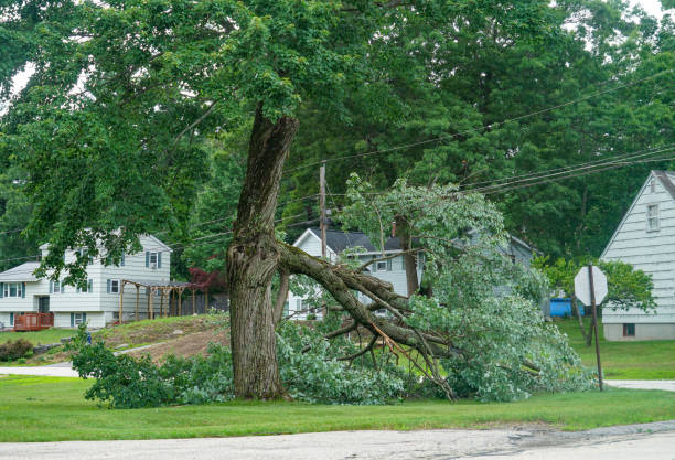 Best Utility Line Clearance  in Gray, TN