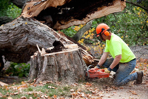 Best Stump Grinding and Removal  in Gray, TN