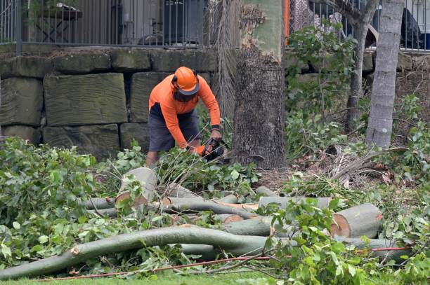 Best Tree Removal  in Gray, TN