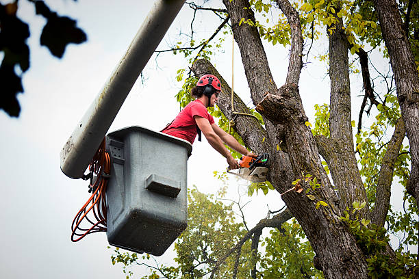 Best Seasonal Cleanup (Spring/Fall)  in Gray, TN
