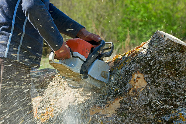 Best Tree Removal  in Gray, TN