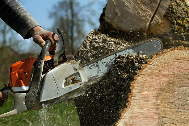 Best Tree Mulching  in Gray, TN