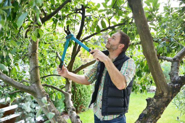 Best Fruit Tree Pruning  in Gray, TN